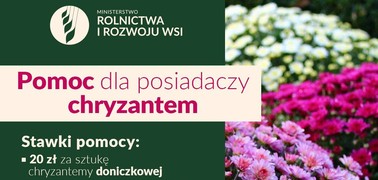 Pomoc dla ogrodników i sprzedawców chryzantem